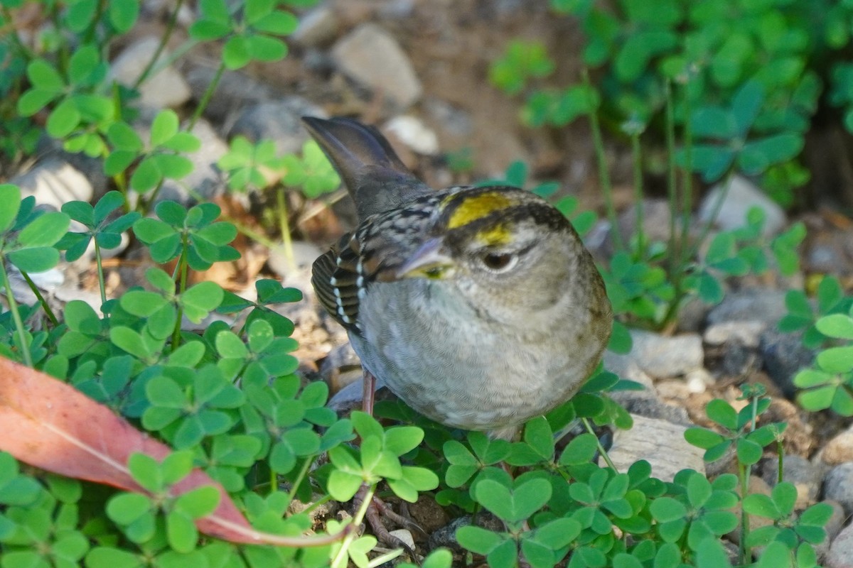 キガシラシトド - ML644686296