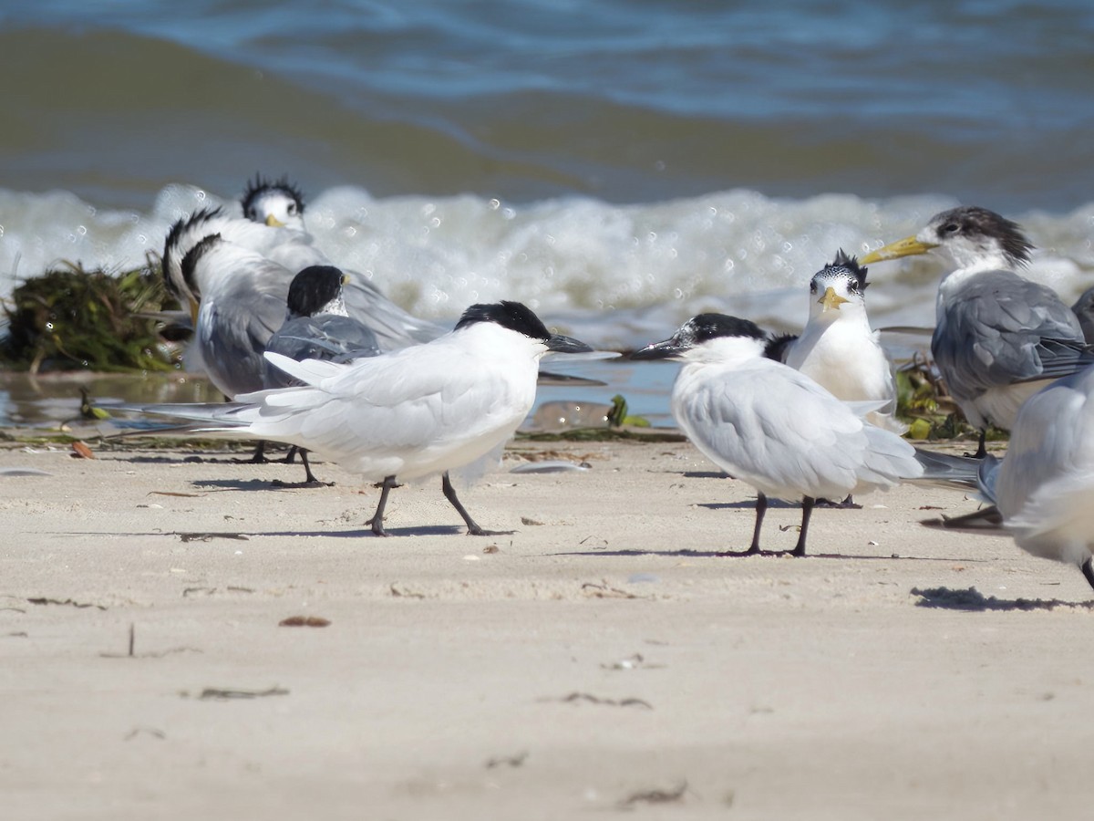 オーストラリアハシブトアジサシ - ML644686297