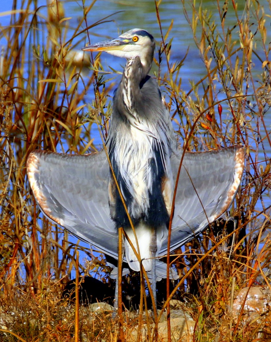 オオアオサギ - ML644686298