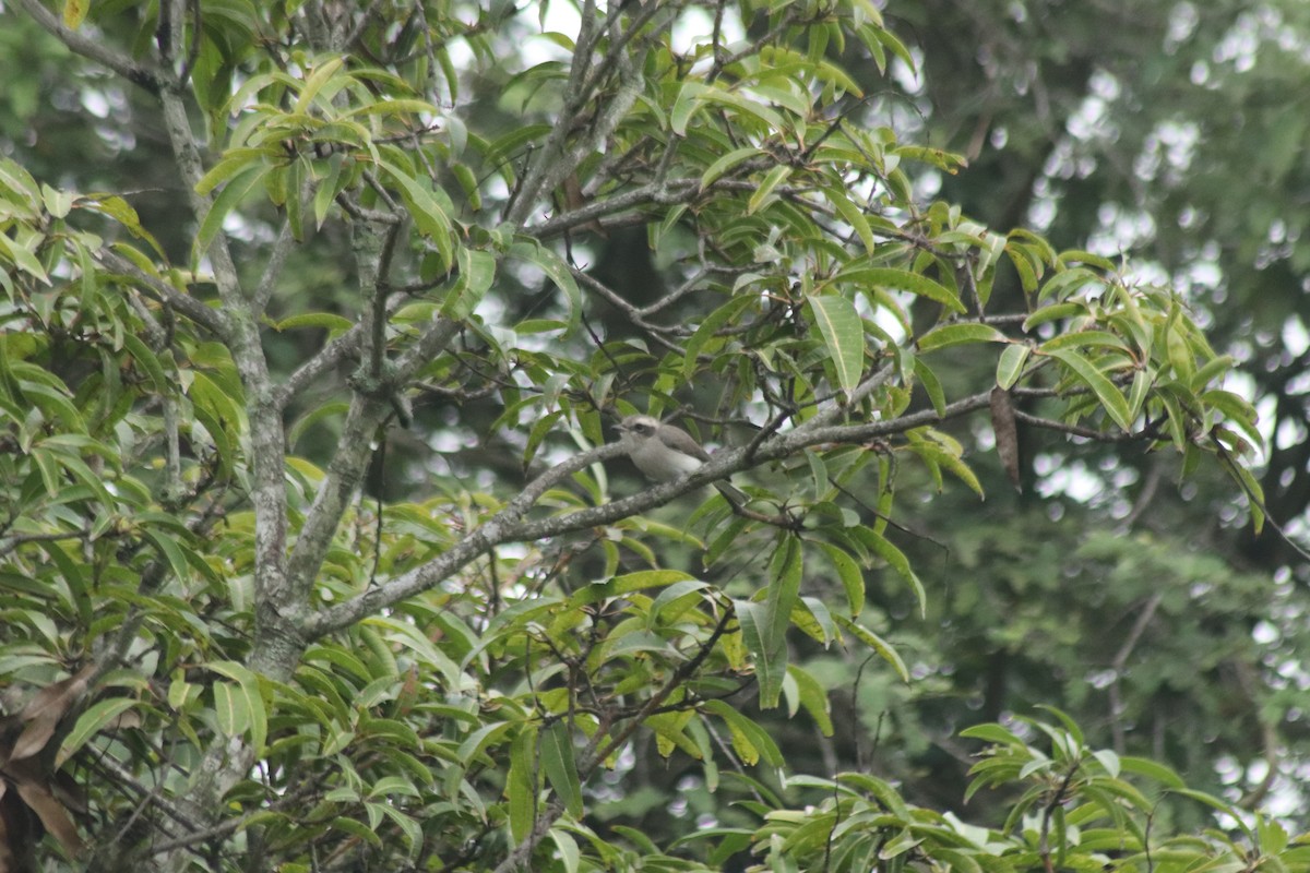 Common Woodshrike - ML644686299