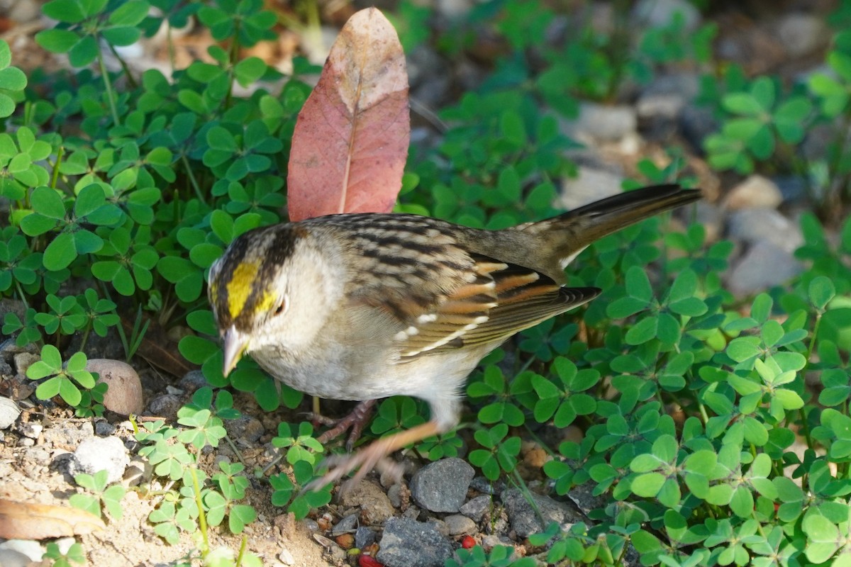 キガシラシトド - ML644686300