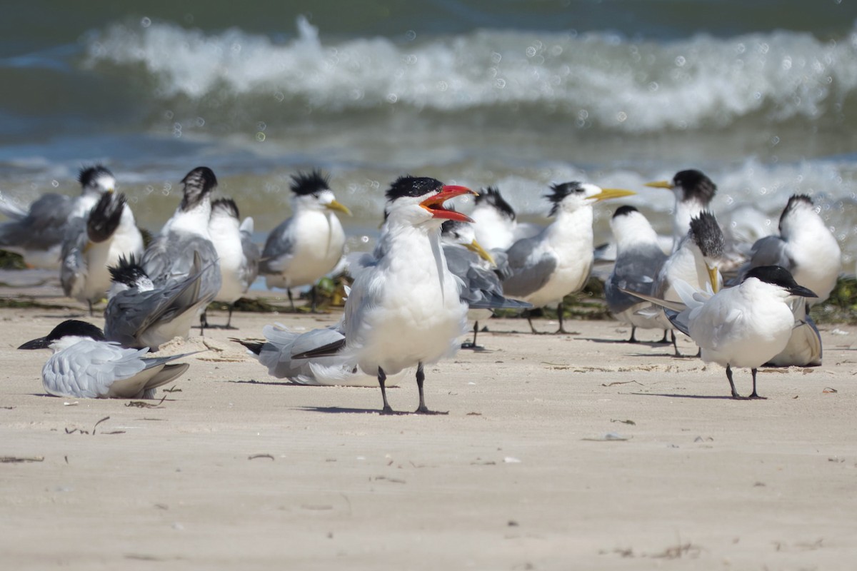 オニアジサシ - ML644686302