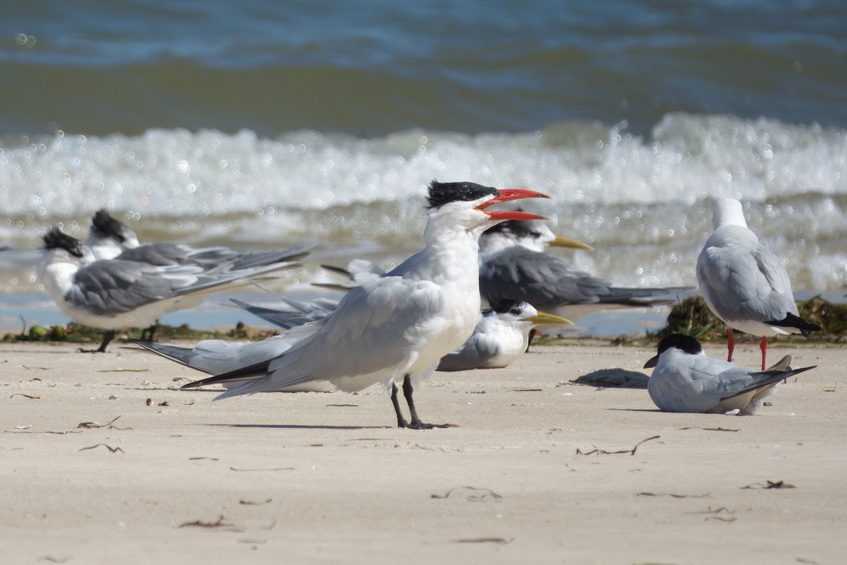 オニアジサシ - ML644686303