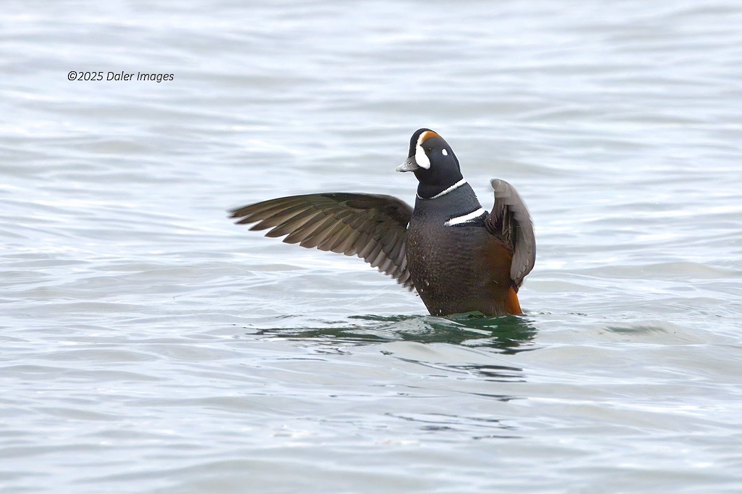 シノリガモ - ML644686304