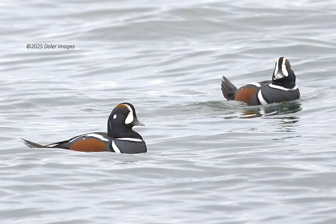 シノリガモ - ML644686305