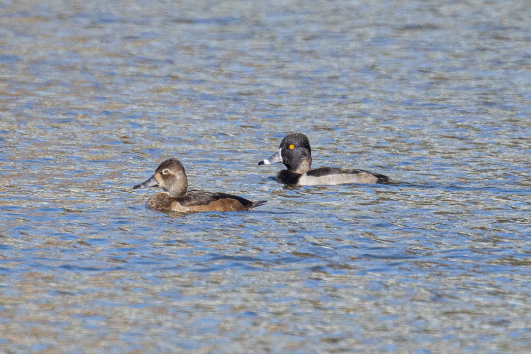 クビワキンクロ - ML644686306