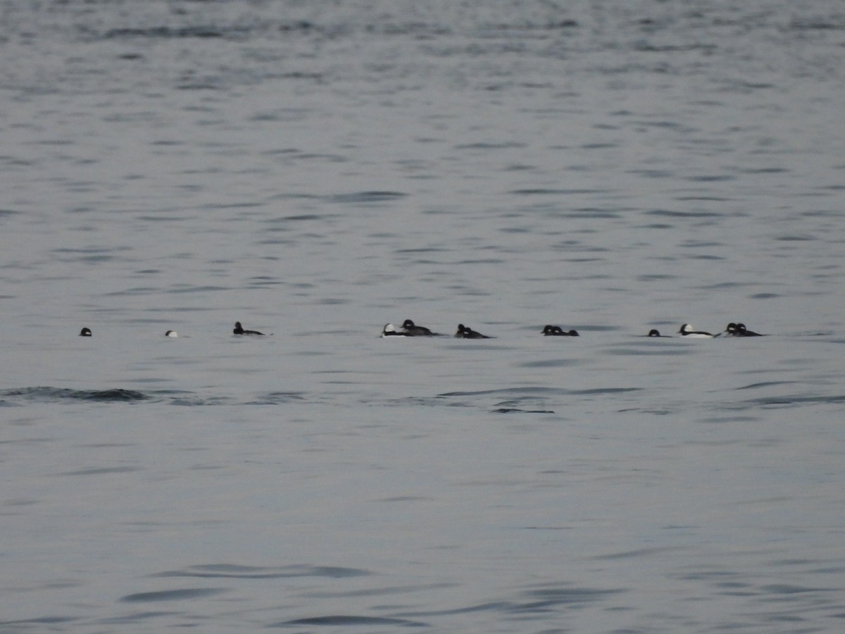 ヒメハジロ - ML644686307