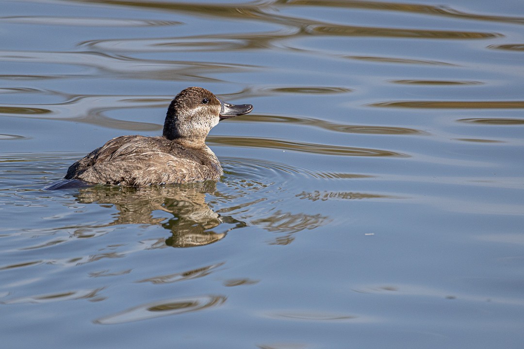 アカオタテガモ - ML644686308