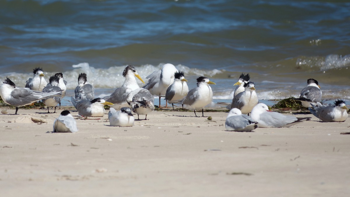 オオアジサシ - ML644686309