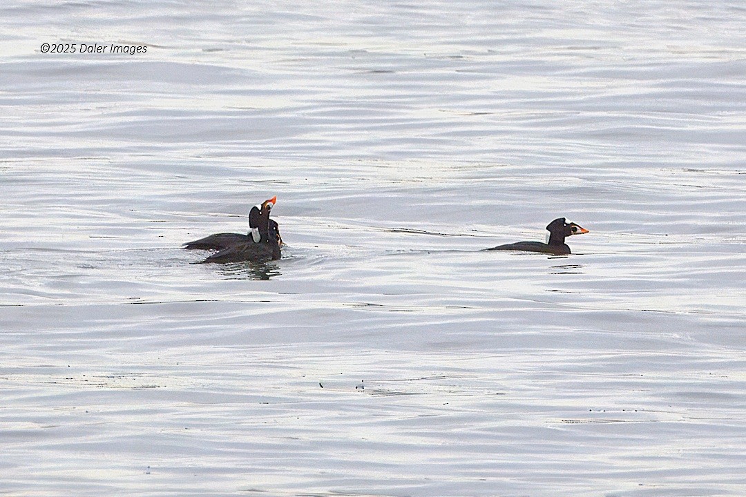 アラナミキンクロ - ML644686310