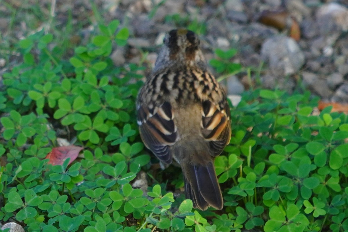 キガシラシトド - ML644686311