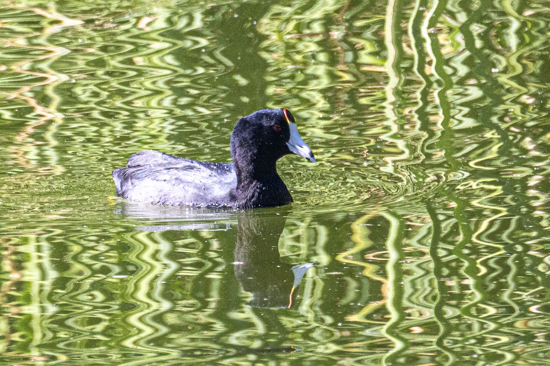 アメリカオオバン - ML644686313