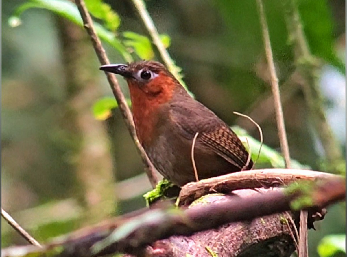 キタウタミソサザイ - ML644686314