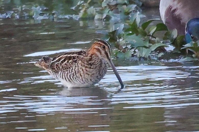 アメリカタシギ - ML644686315