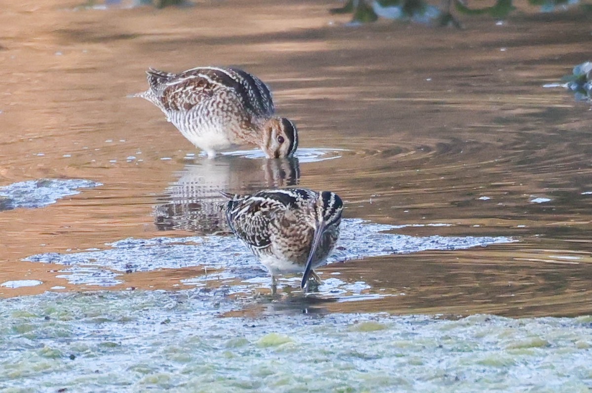 アメリカタシギ - ML644686316