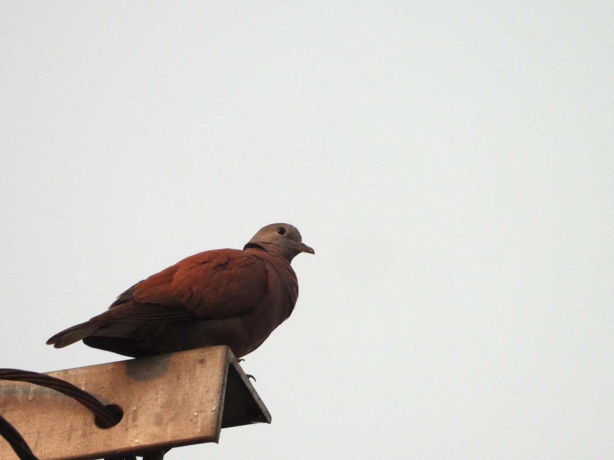 Red Collared-Dove - ML644686318