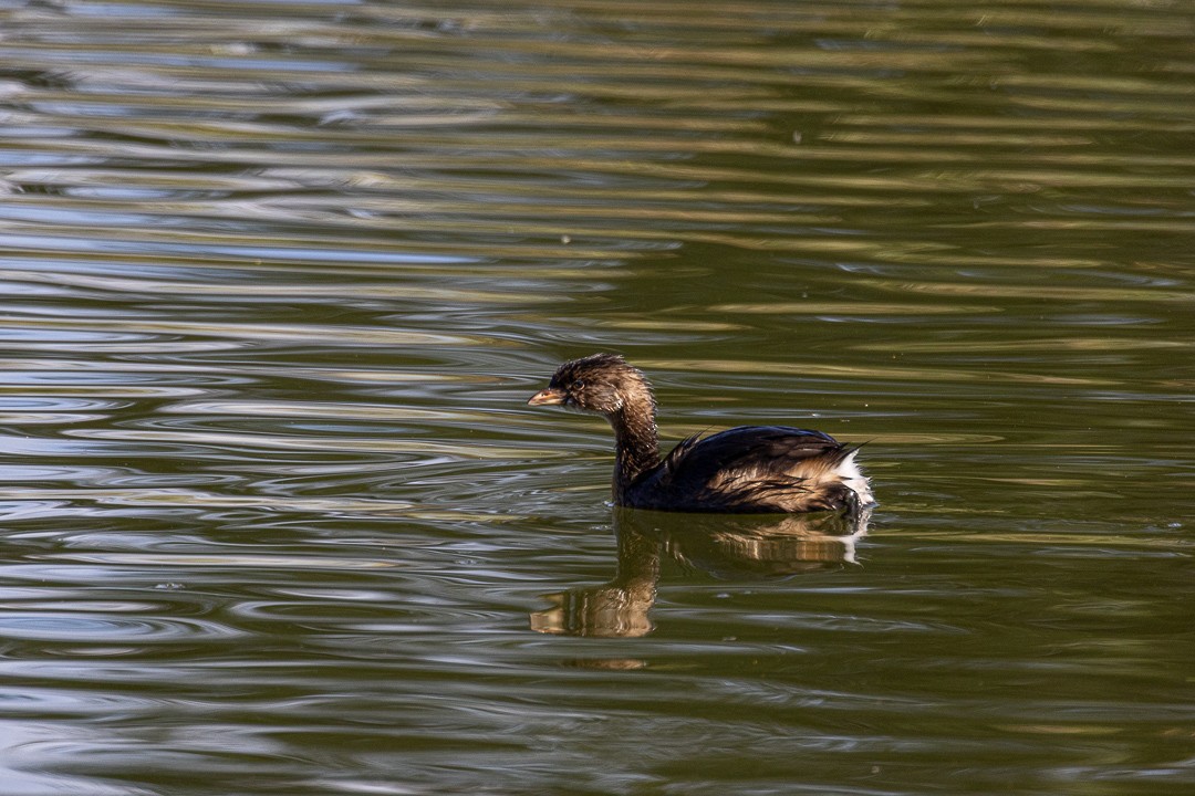 Пірникоза рябодзьоба - ML644686320