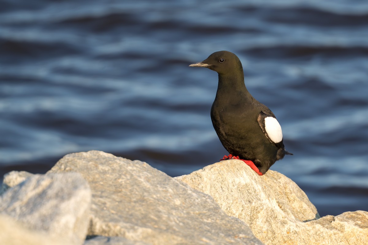 alkoun obecný - ML644686321