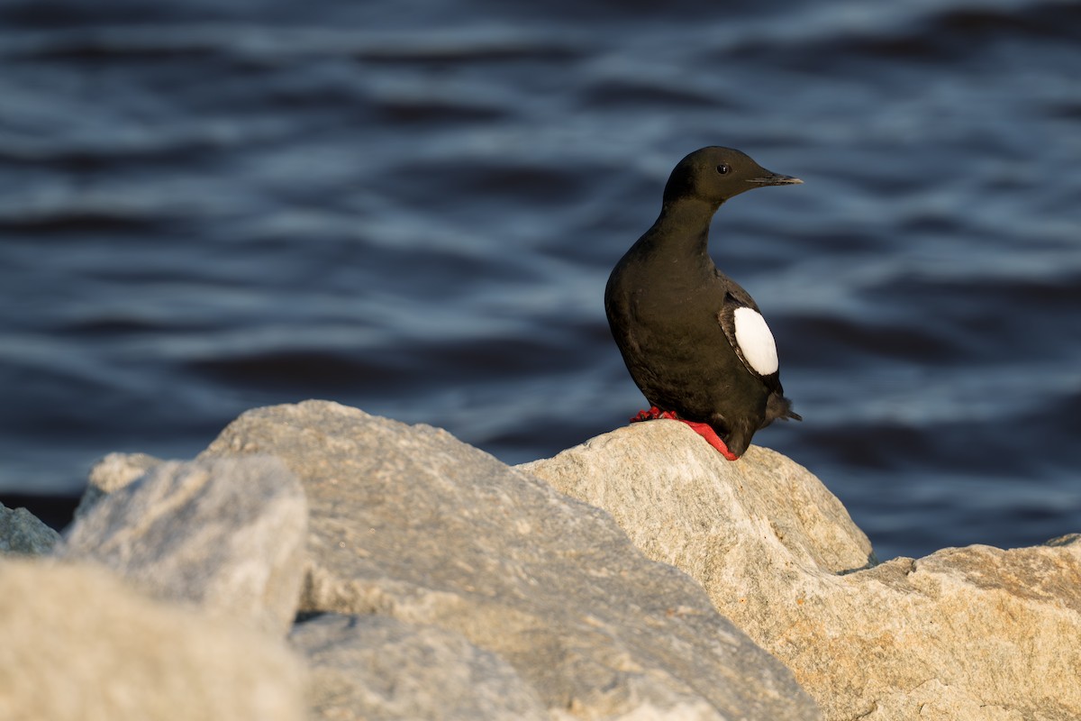 alkoun obecný - ML644686322