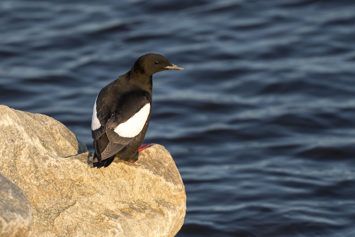 alkoun obecný - ML644686323