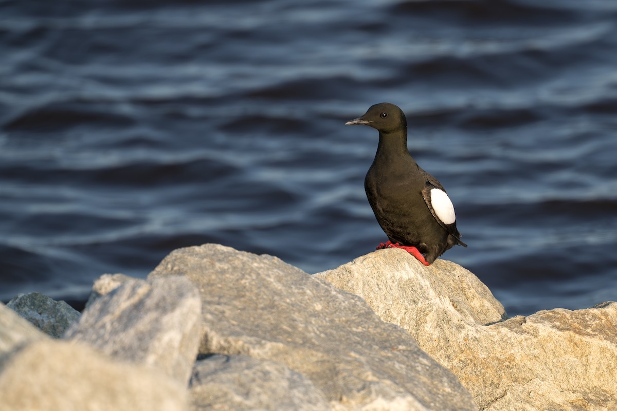 alkoun obecný - ML644686324