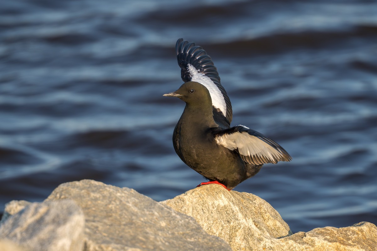 alkoun obecný - ML644686325