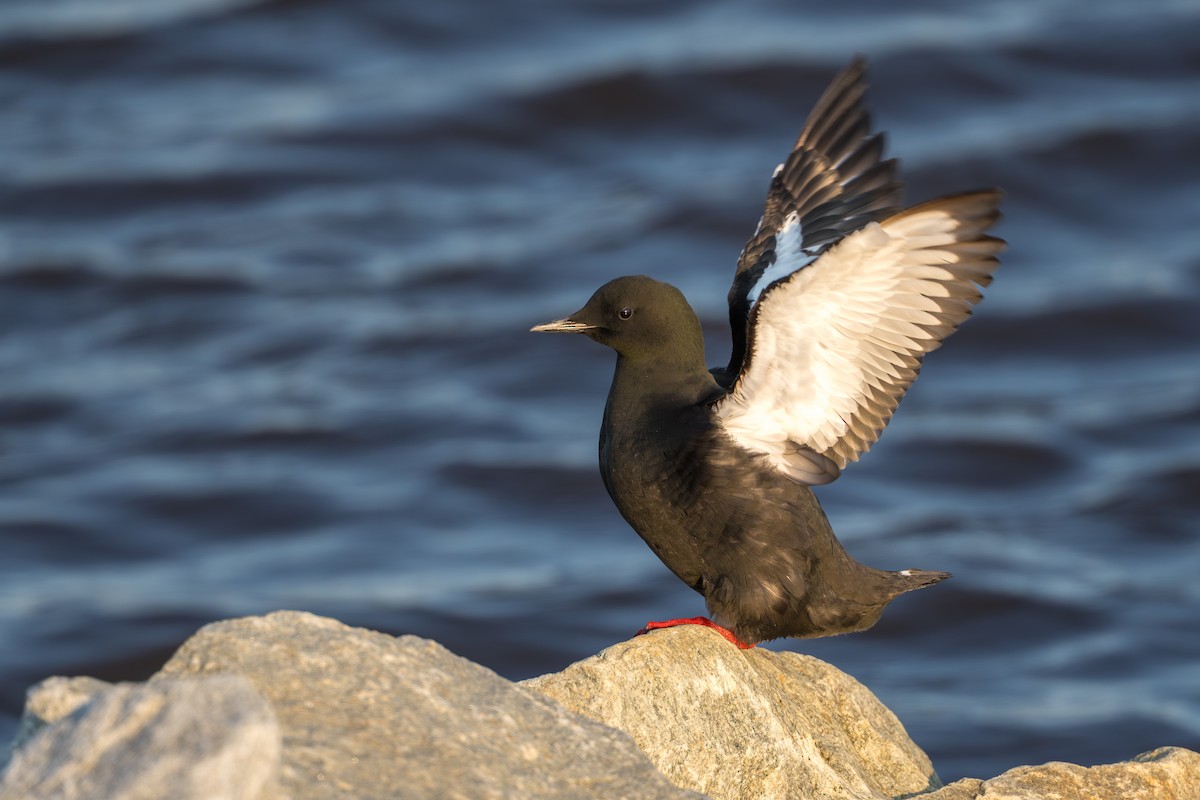 alkoun obecný - ML644686326