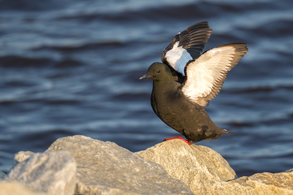 alkoun obecný - ML644686327