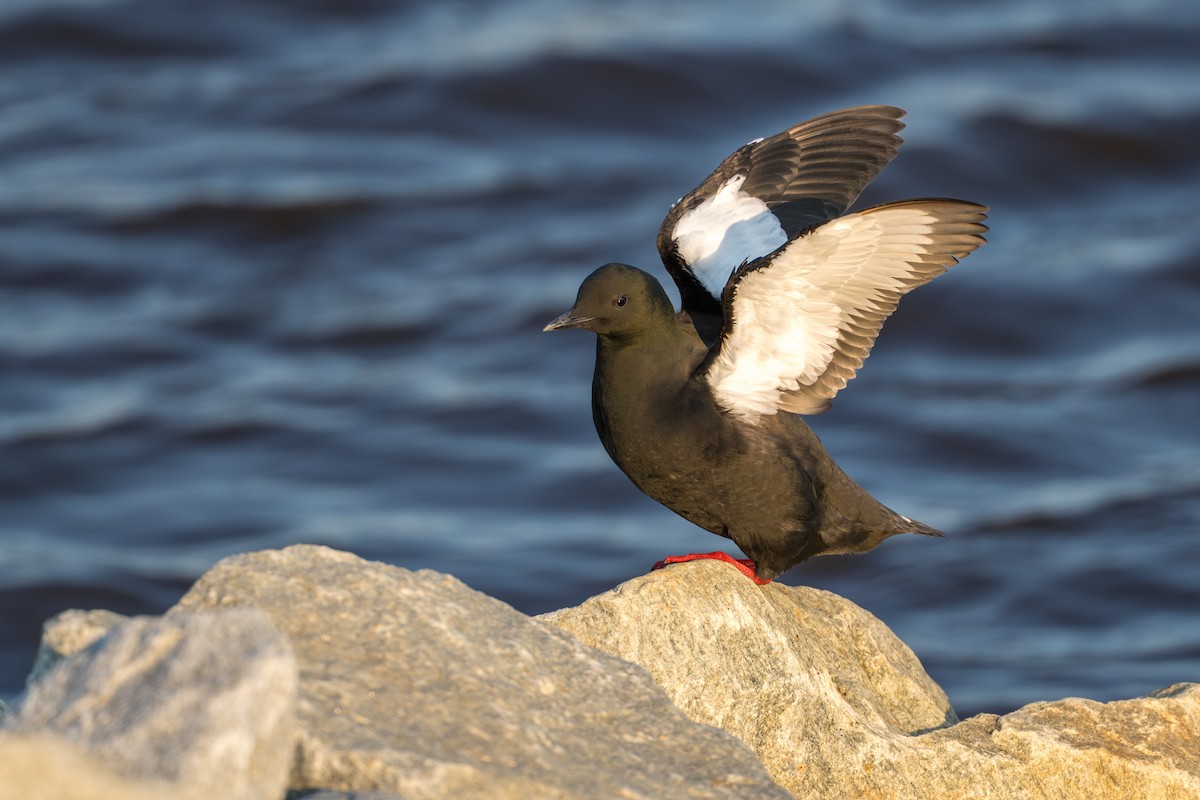 alkoun obecný - ML644686328