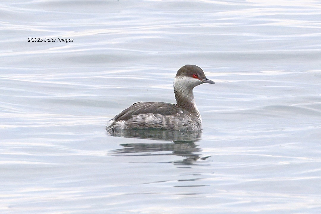 角鸊鷉 - ML644686329