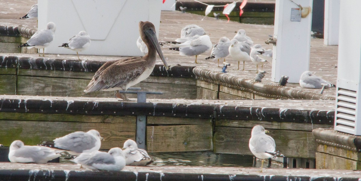 Brown Pelican - ML644686331