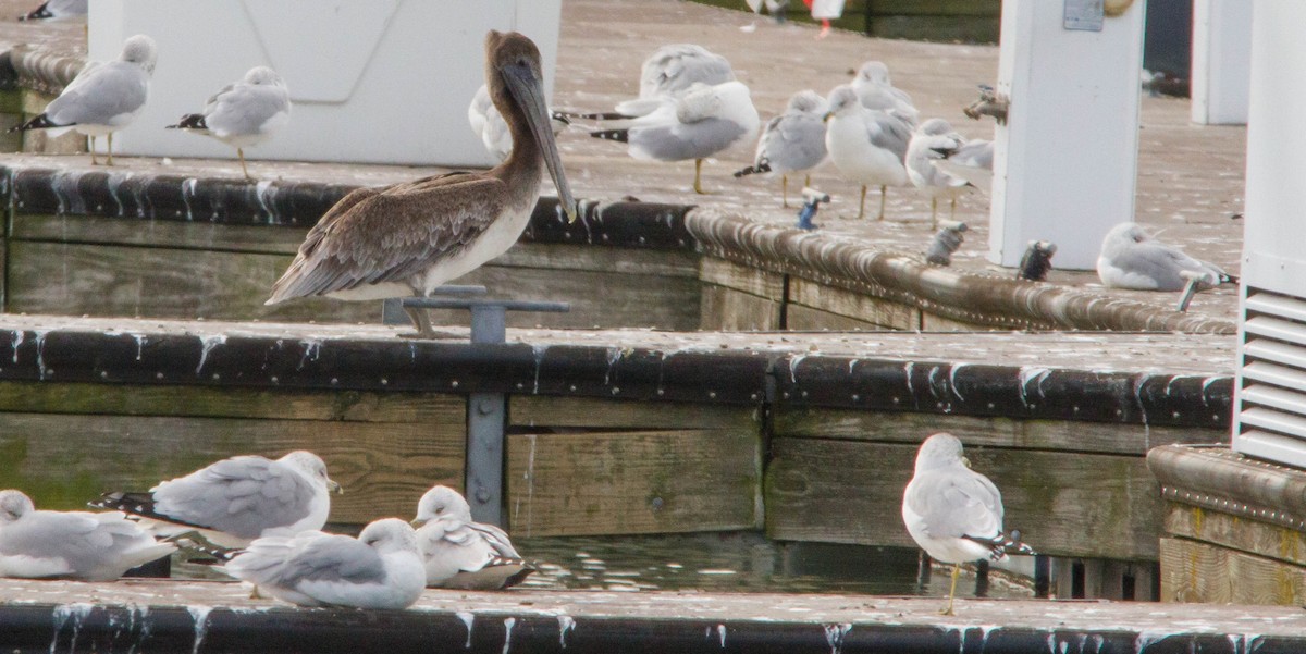 Brown Pelican - ML644686332