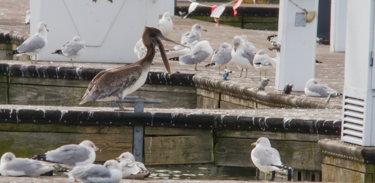 Brown Pelican - ML644686333
