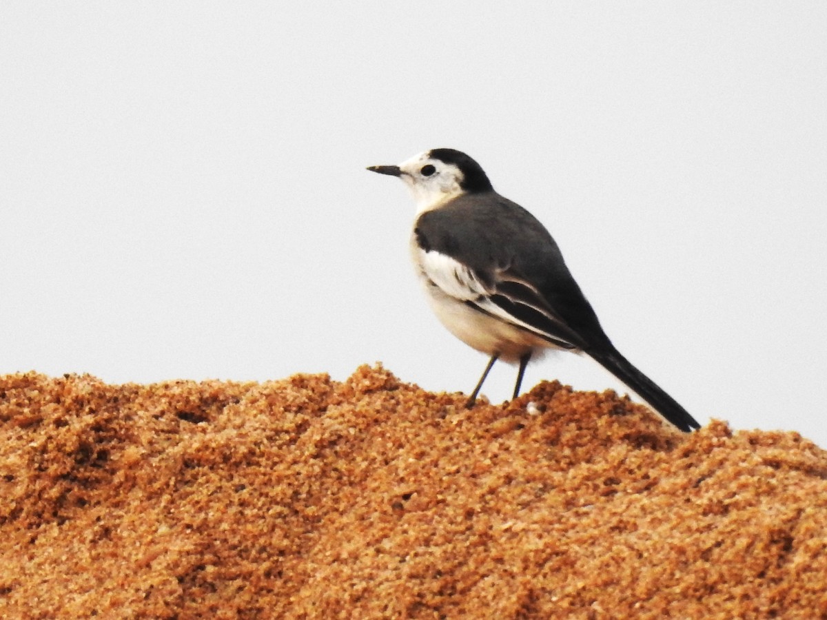 White Wagtail - ML644686334