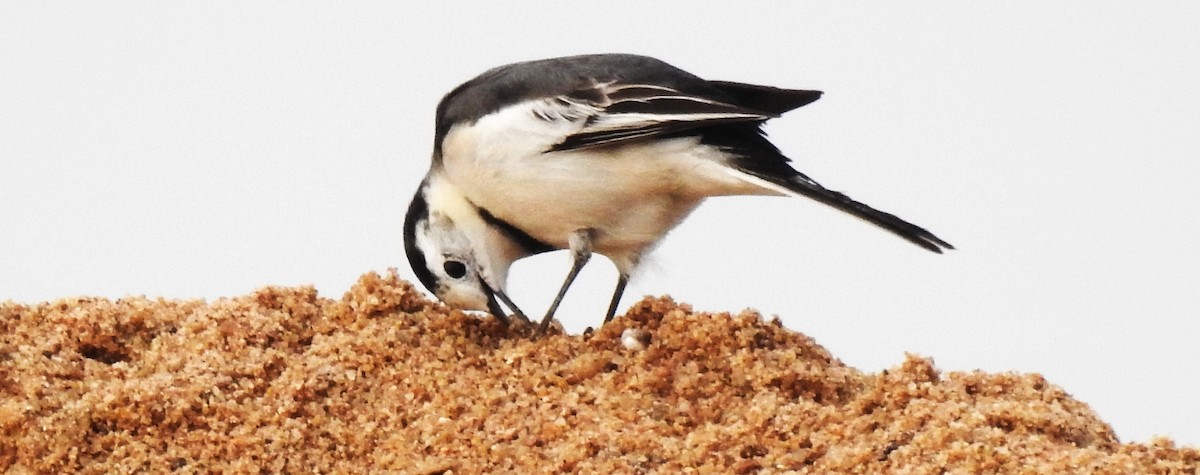 White Wagtail - ML644686336