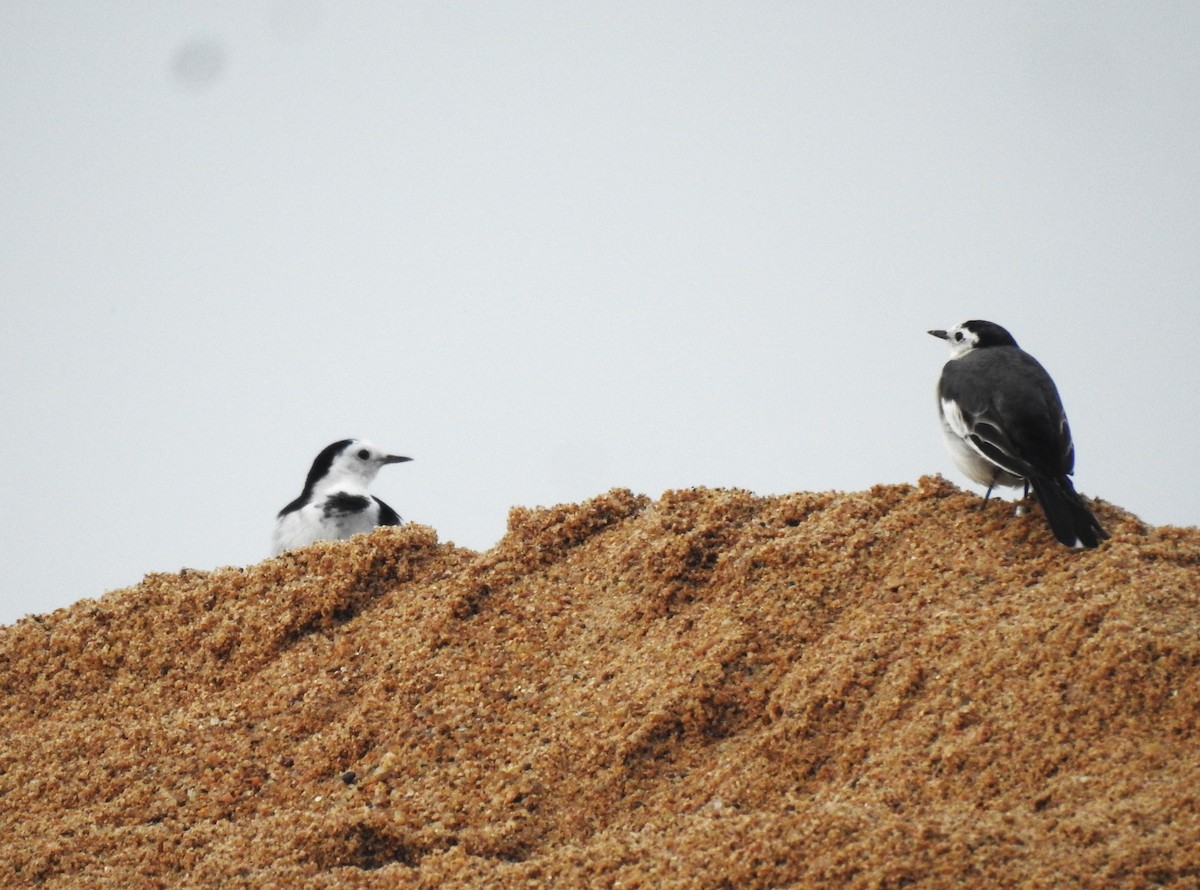 White Wagtail - ML644686337