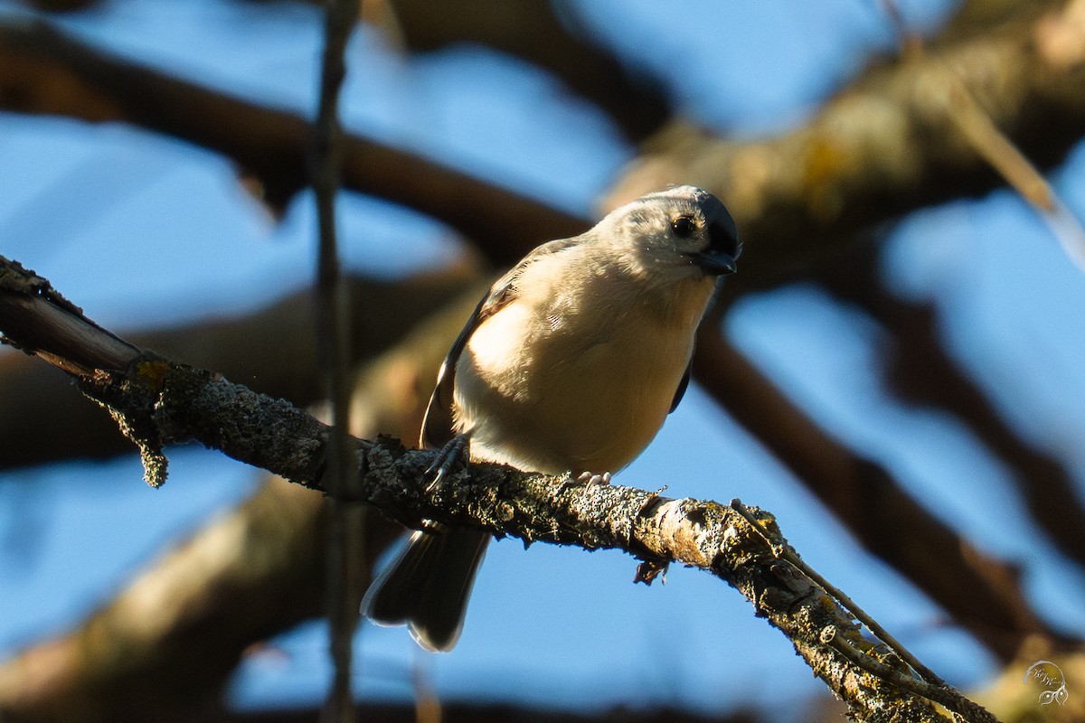 gråduskmeis - ML644686344