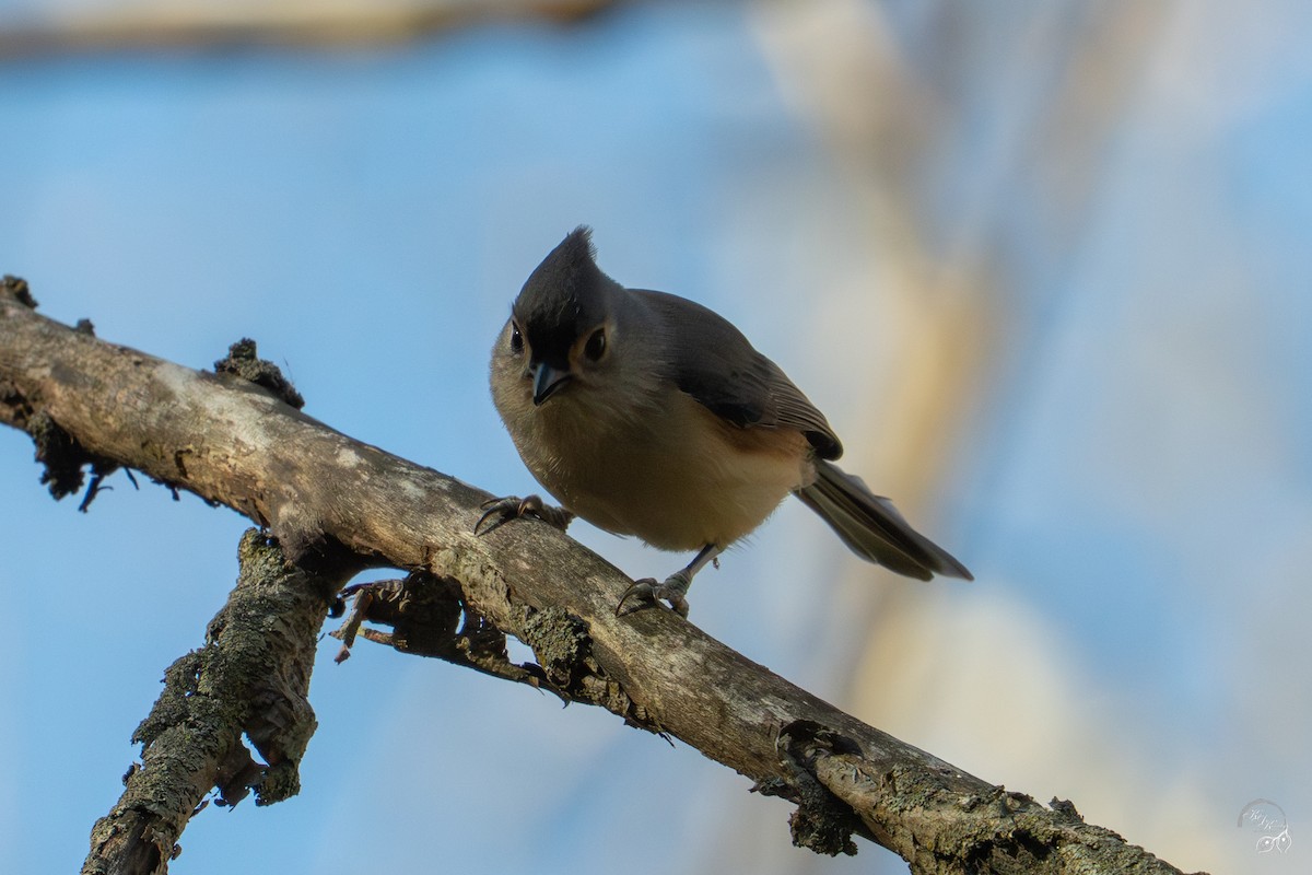 gråduskmeis - ML644686345