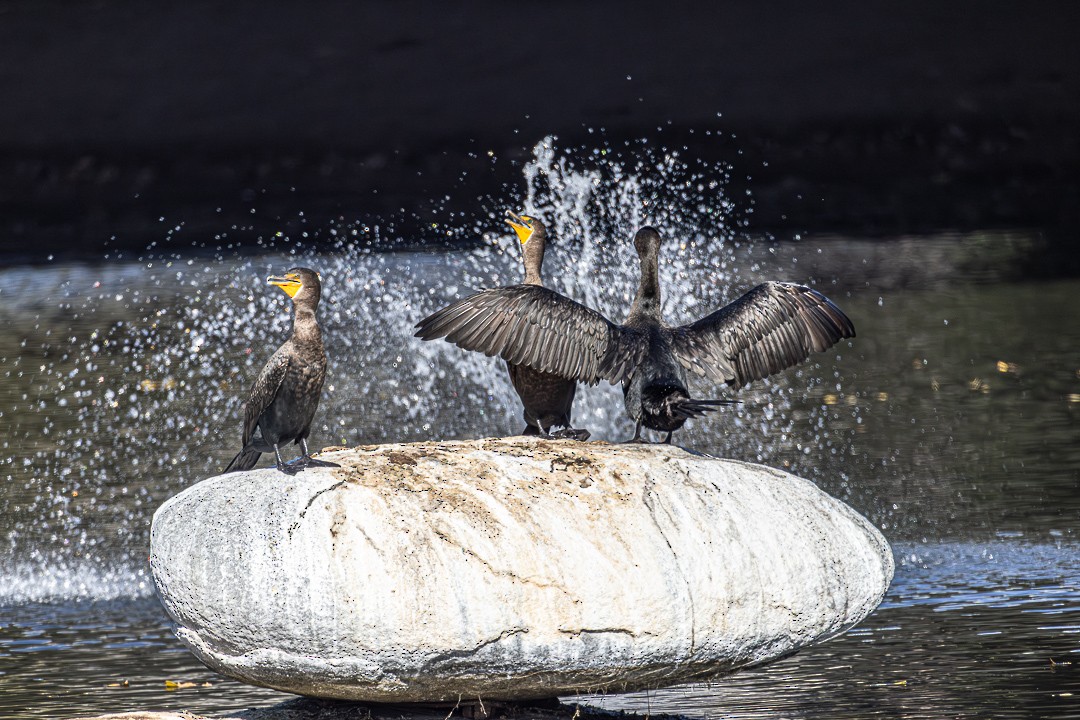 Cormoran à aigrettes - ML644686348