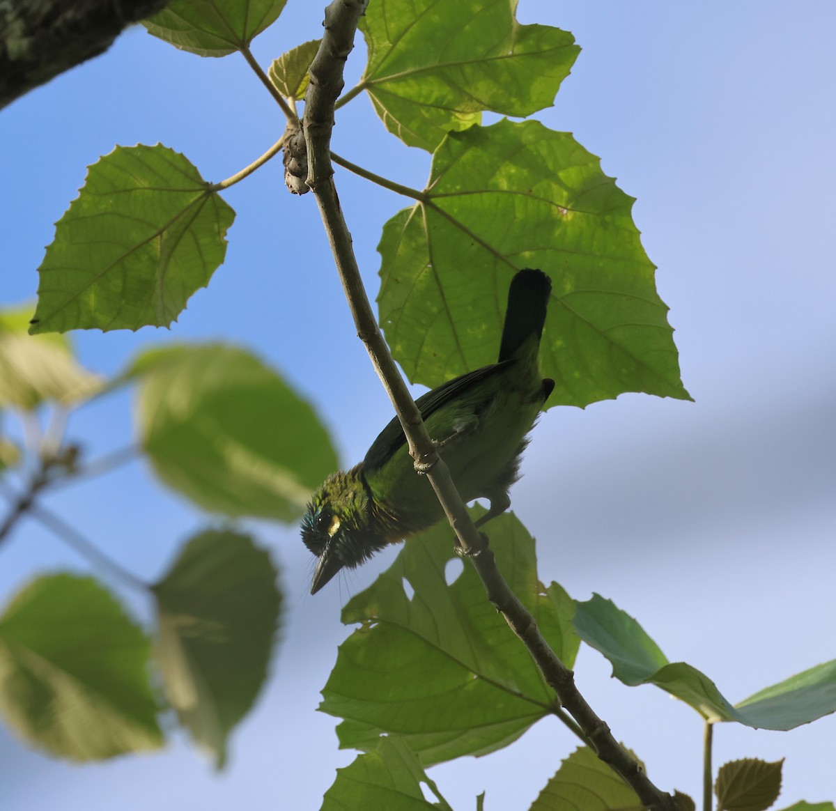 barbet žlutouchý - ML644686349