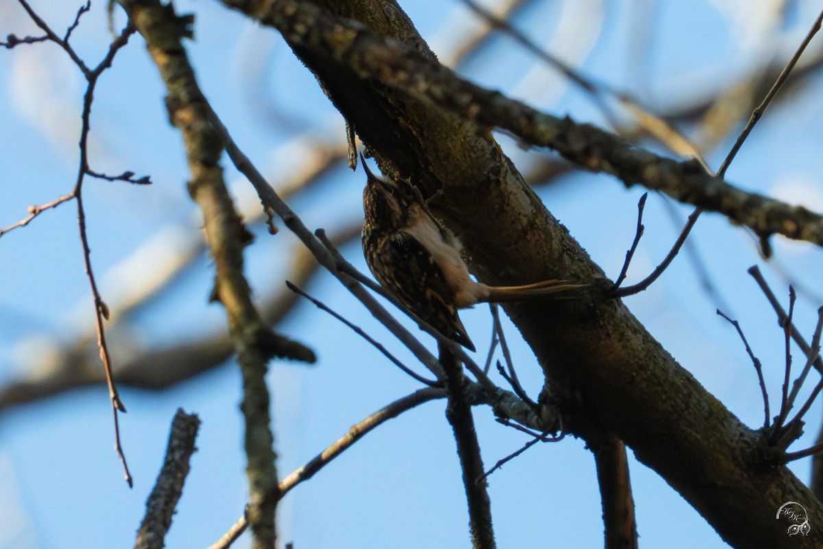 Grimpereau brun - ML644686350