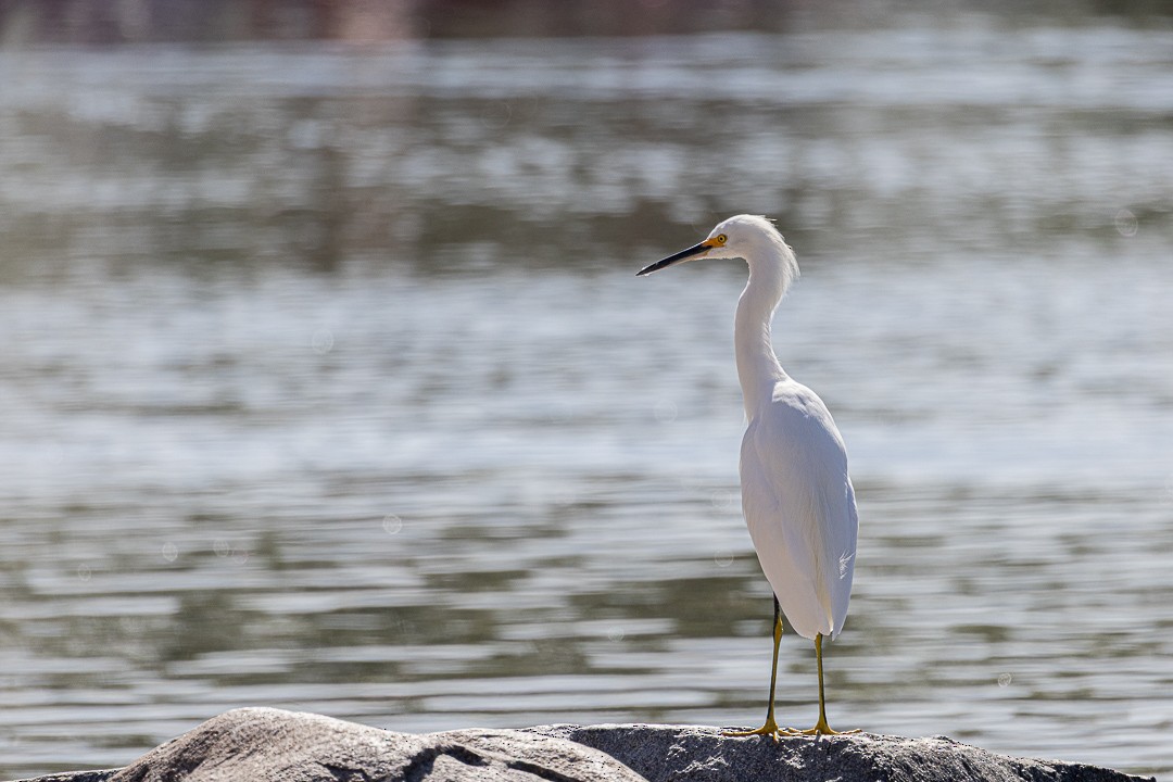 Snowy Egret - ML644686352