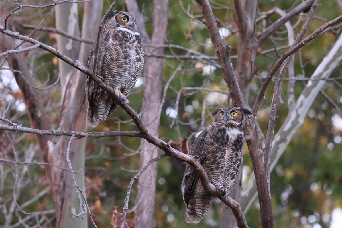 Great Horned Owl - ML644686353