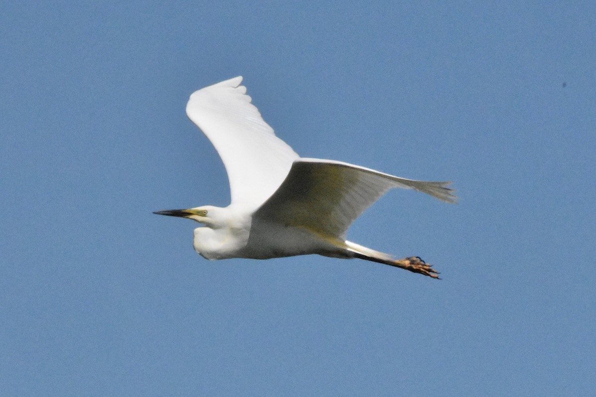Great Egret - ML644686354