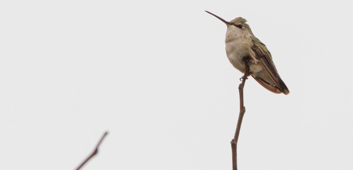 Black-chinned Hummingbird - ML644686355