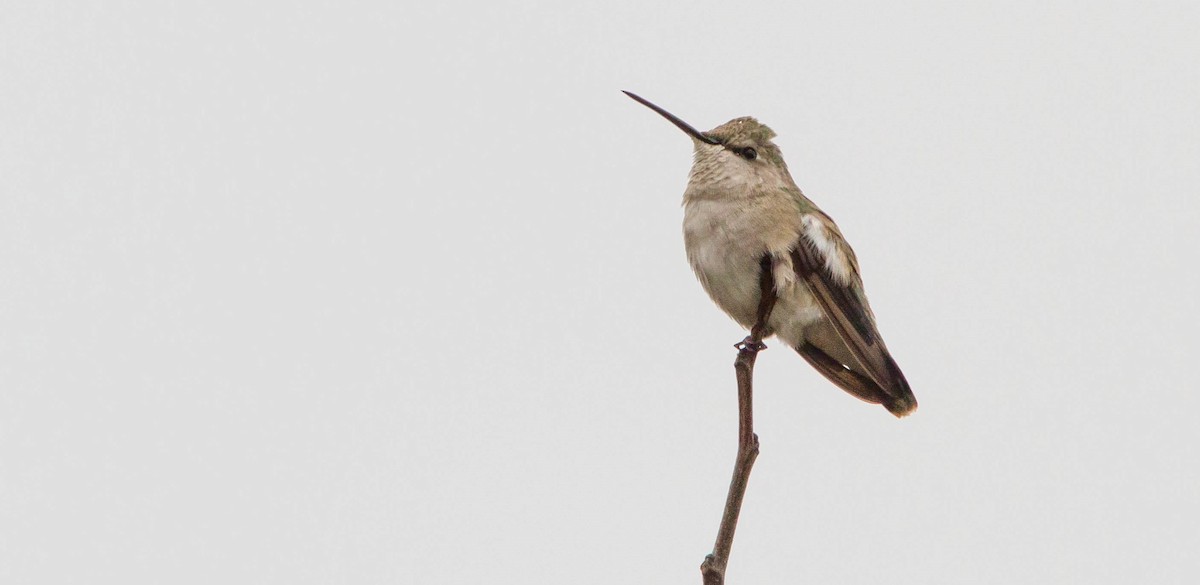 Black-chinned Hummingbird - ML644686356