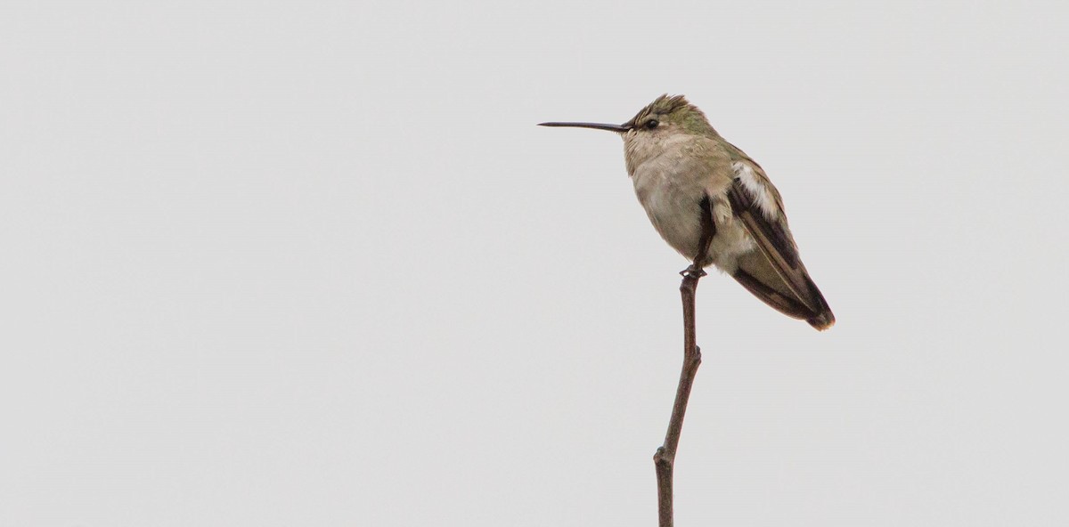 Black-chinned Hummingbird - ML644686357