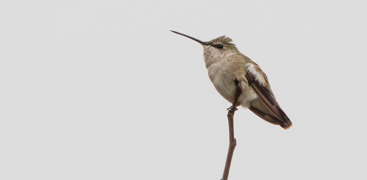 Black-chinned Hummingbird - ML644686358