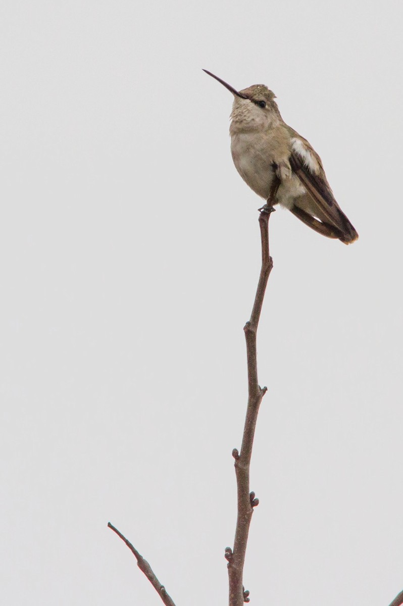Black-chinned Hummingbird - ML644686359