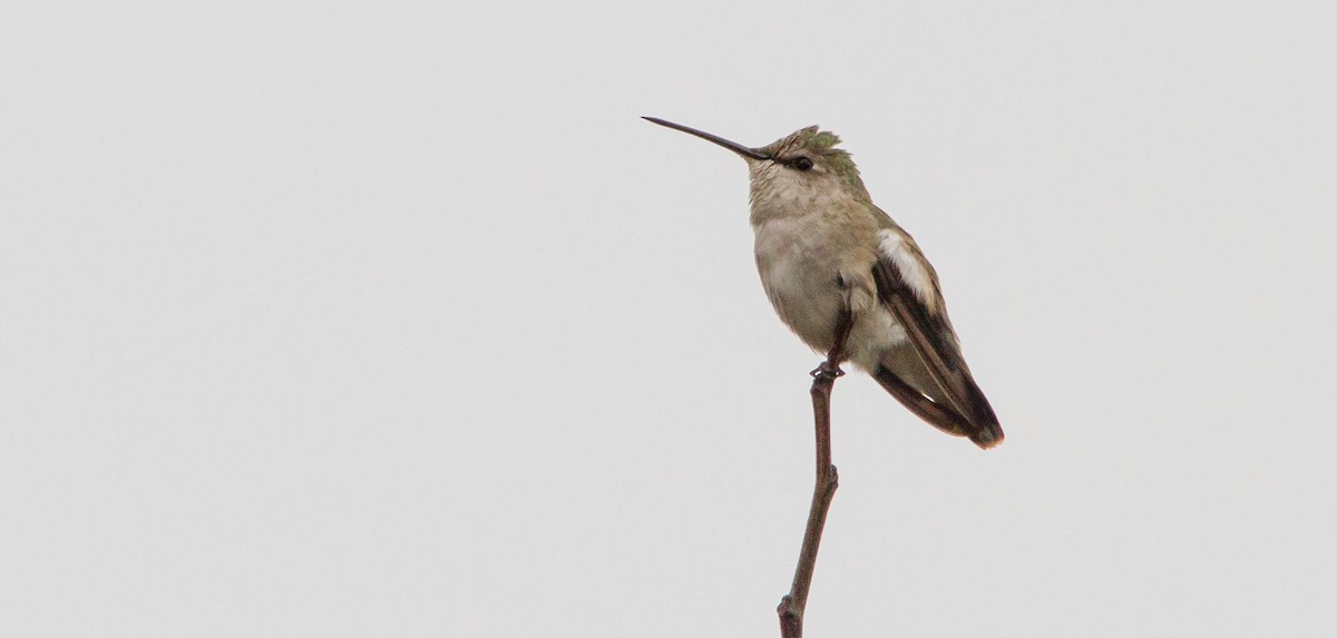 Black-chinned Hummingbird - ML644686360